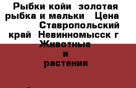 Рыбки койи  золотая рыбка и мальки › Цена ­ 1 000 - Ставропольский край, Невинномысск г. Животные и растения » Аквариумистика   . Ставропольский край